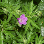 �n�N�T���t�E��