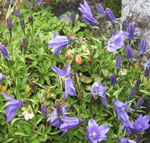 �C���M�L���E