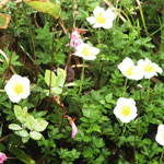 �`���O���}